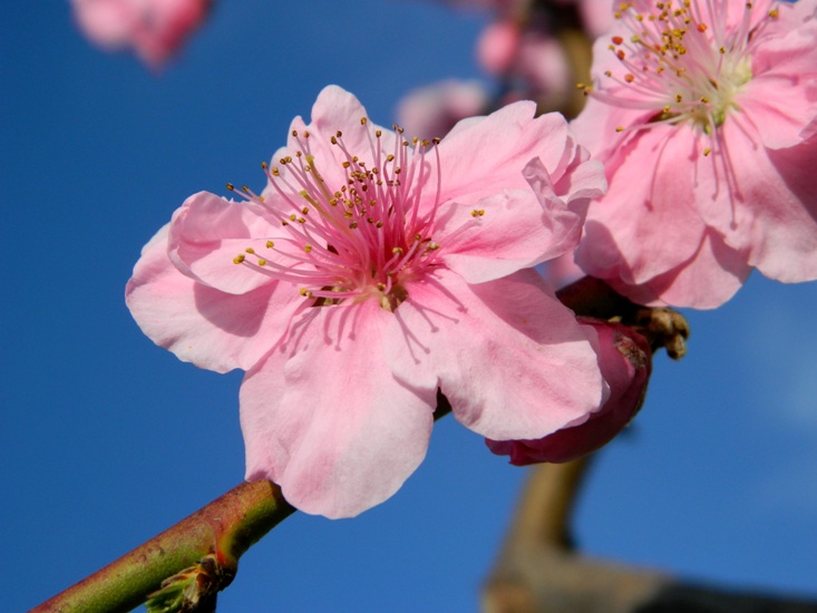 fioriture...di primavera